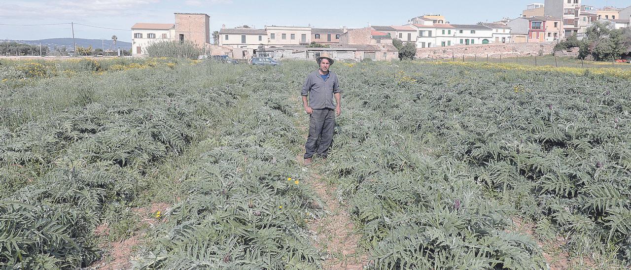 Antoni Feliu Pou en la finca del Pla de Sant Jordi que cultiva.