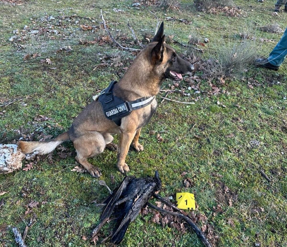 Sami, el perro rastreador de la Guardia civil junto a un cuervo muerto.