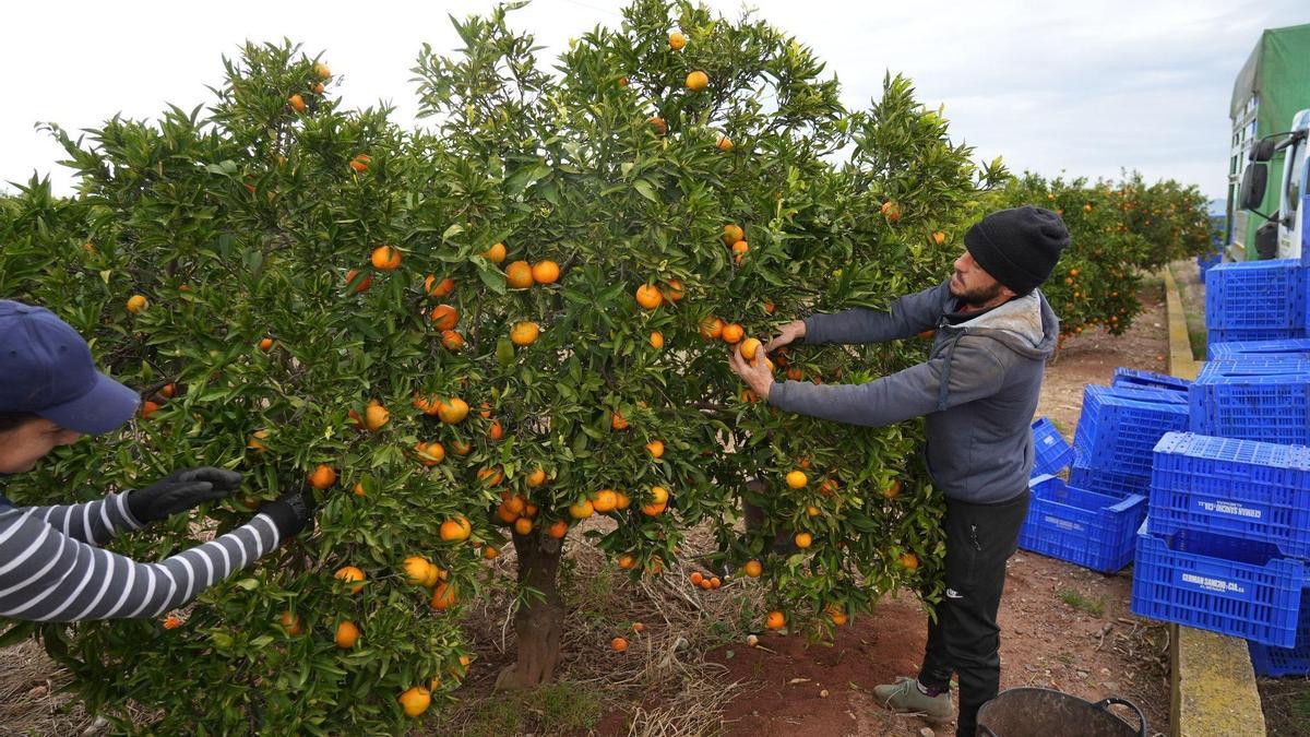 CropBalance es una herramienta digital para conseguir cultivos sostenibles en los naranjos valencianos.