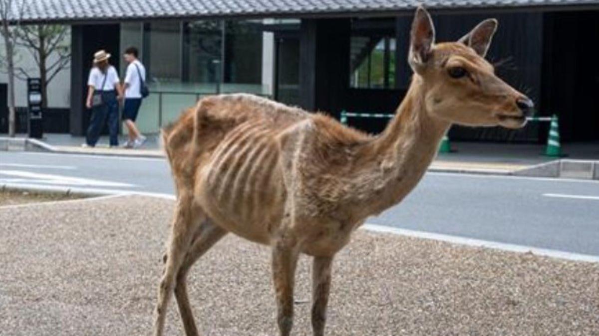 Uno de los ciervos desnutridos del parque de Nara, en Japón