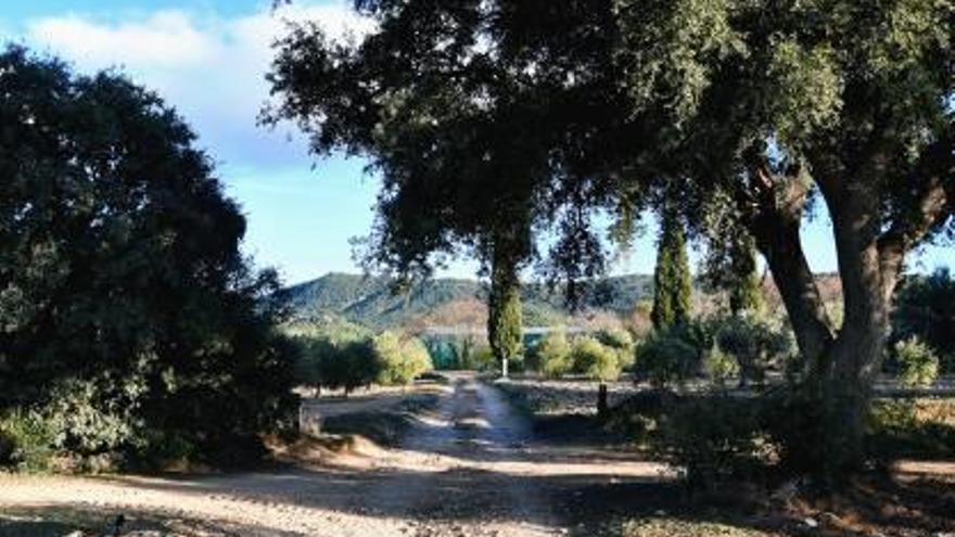 El camí del Pontarró s&#039;inicia des de la via verda del Xitxarra, entre dos carrasques monumentals.