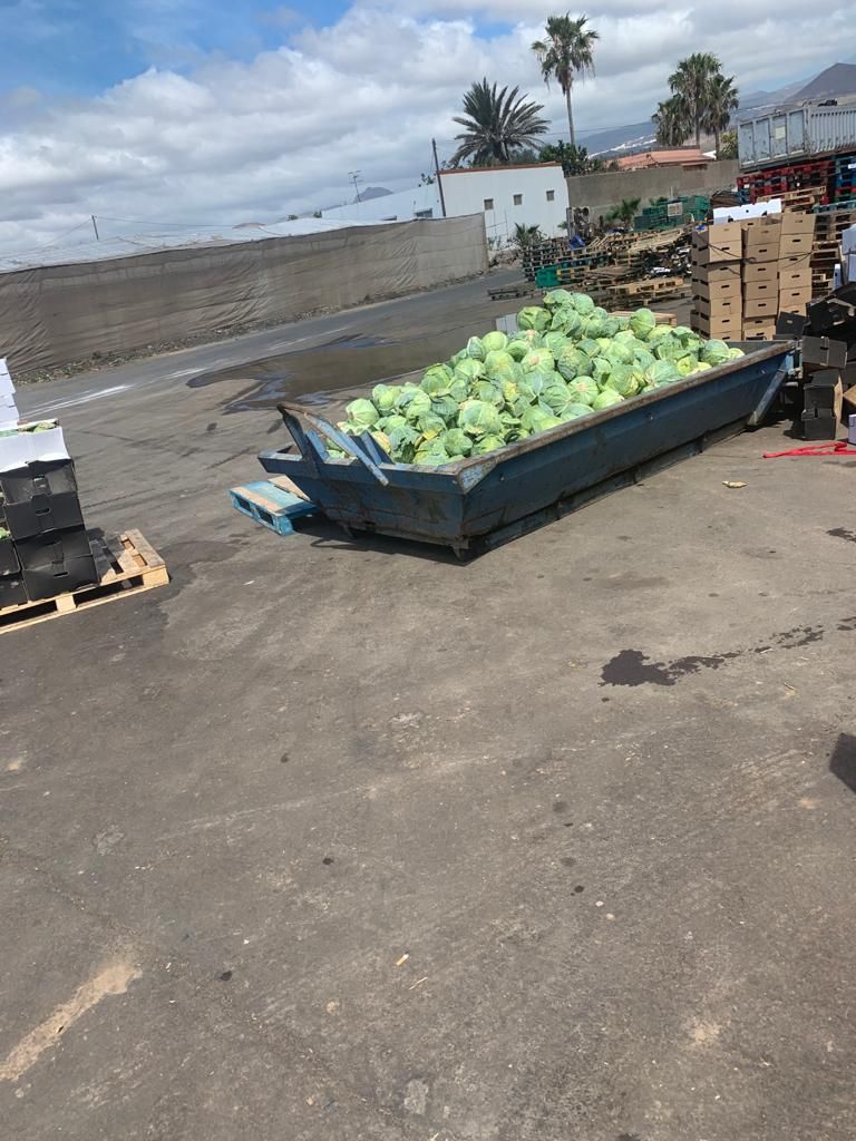 Agricultores tinerfeños tiran kilos de verdura a la basura por los excedentes de producción.