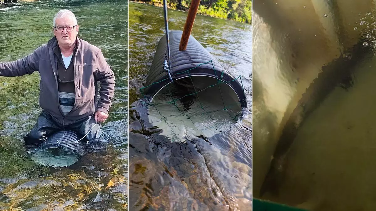 El Narcea ya tiene su campanu, solo un día después de salir el del Sella: será donado vivo al proyecto Arca en homenaje a Jesús Fernández, pescador fallecido recientemente