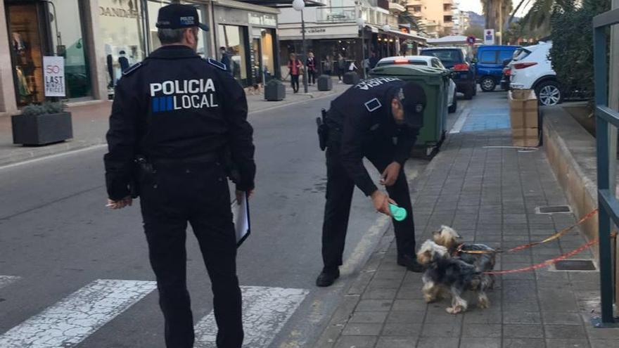 Campaña municipal de control de perros