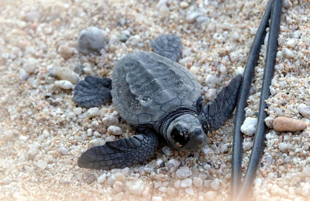 Una vintena de tortugues babaues del niu de Mataró