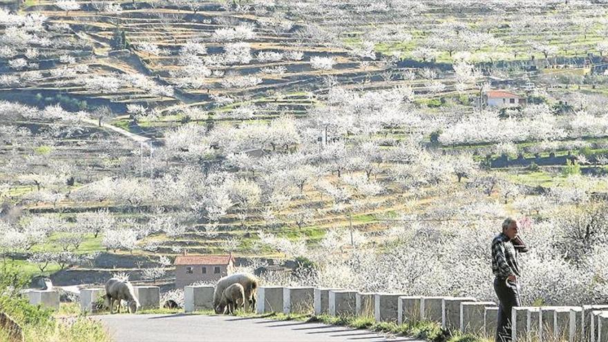 La Ser y Javier Cano, galardonados con la Cereza de Oro del Jerte