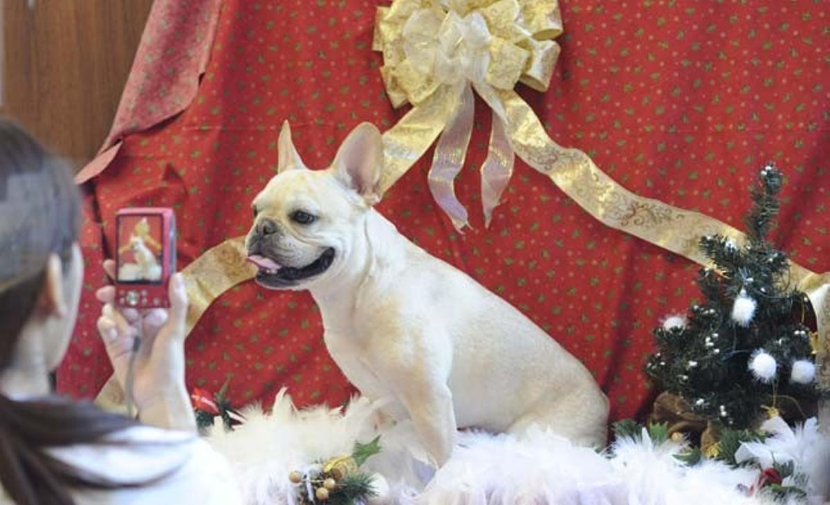 Un gos posa per a una foto en un decorat nadalenc després d’haver-se sotmès a una sessió de perruqueria i manicura que costa uns 134 euros, en un saló de bellesa canina al centre de Tòquio (Japó).