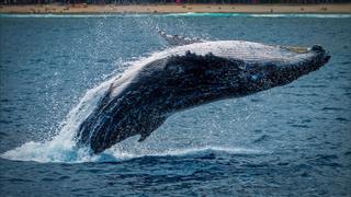 Las ballenas también se pasan canciones