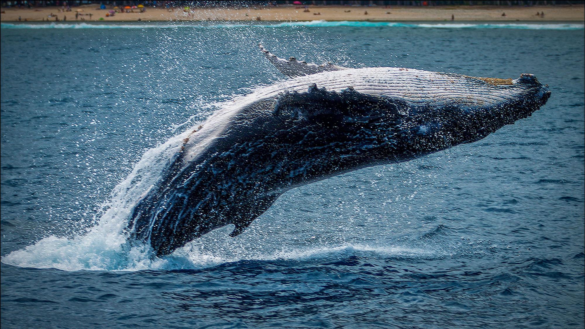 Las ballenas también se pasan canciones