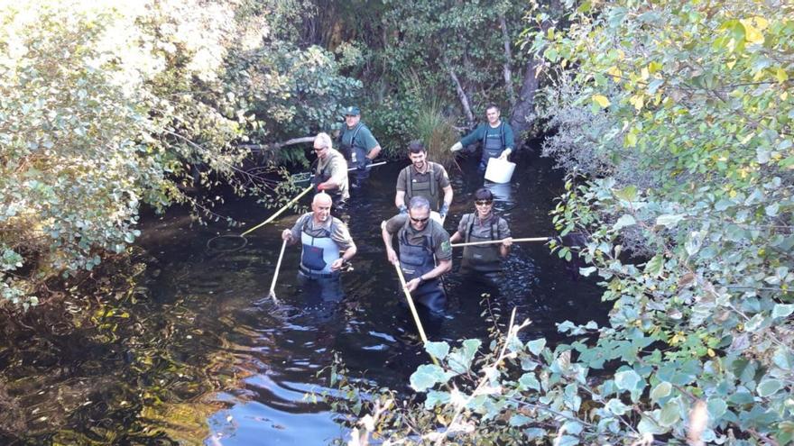 Trabajadores de Medio Ambiente recorren el cauce de uno de los ríos de Sanabria para recoger muestras. | A. S.