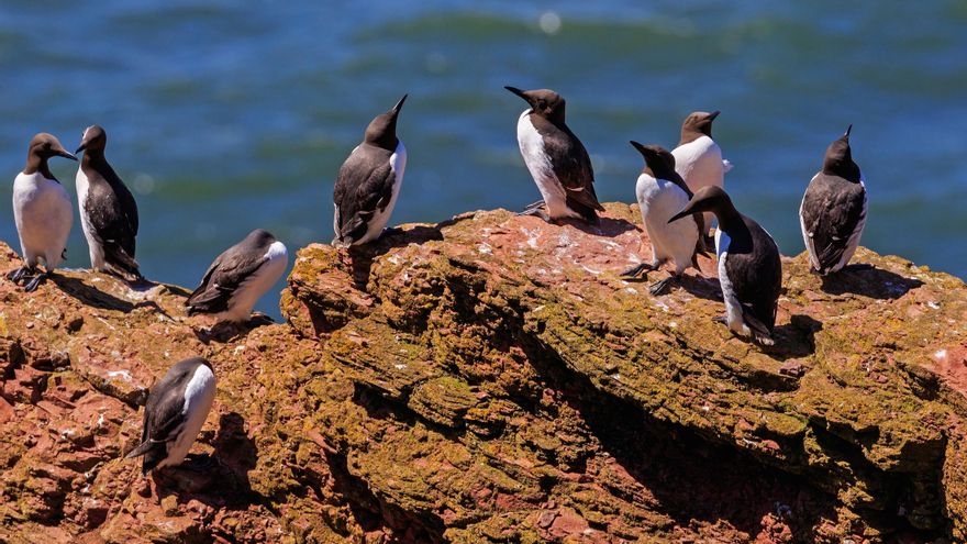 Así están transformando las olas de calor la vida en los océanos: los efectos son devastadores