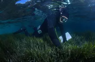 Can Marines crea un vivero de posidonia para restaurar fondos marinos degradados