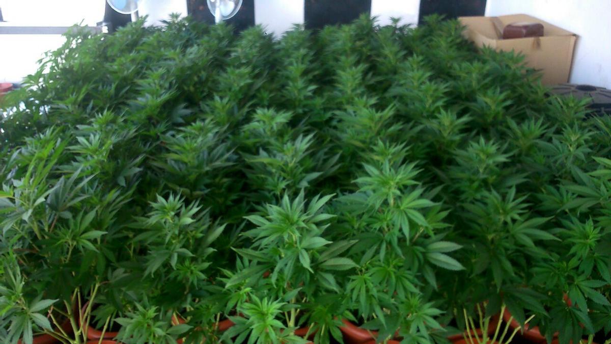 Imagen de archivo de una plantación de marihuana.