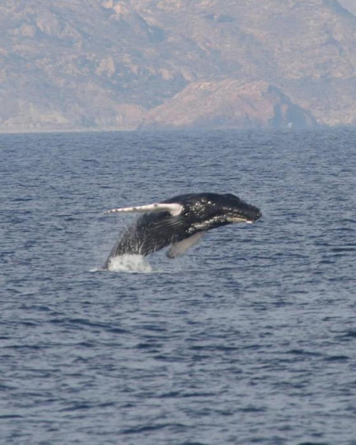 Avistan una ballena junto a las costas de la Región