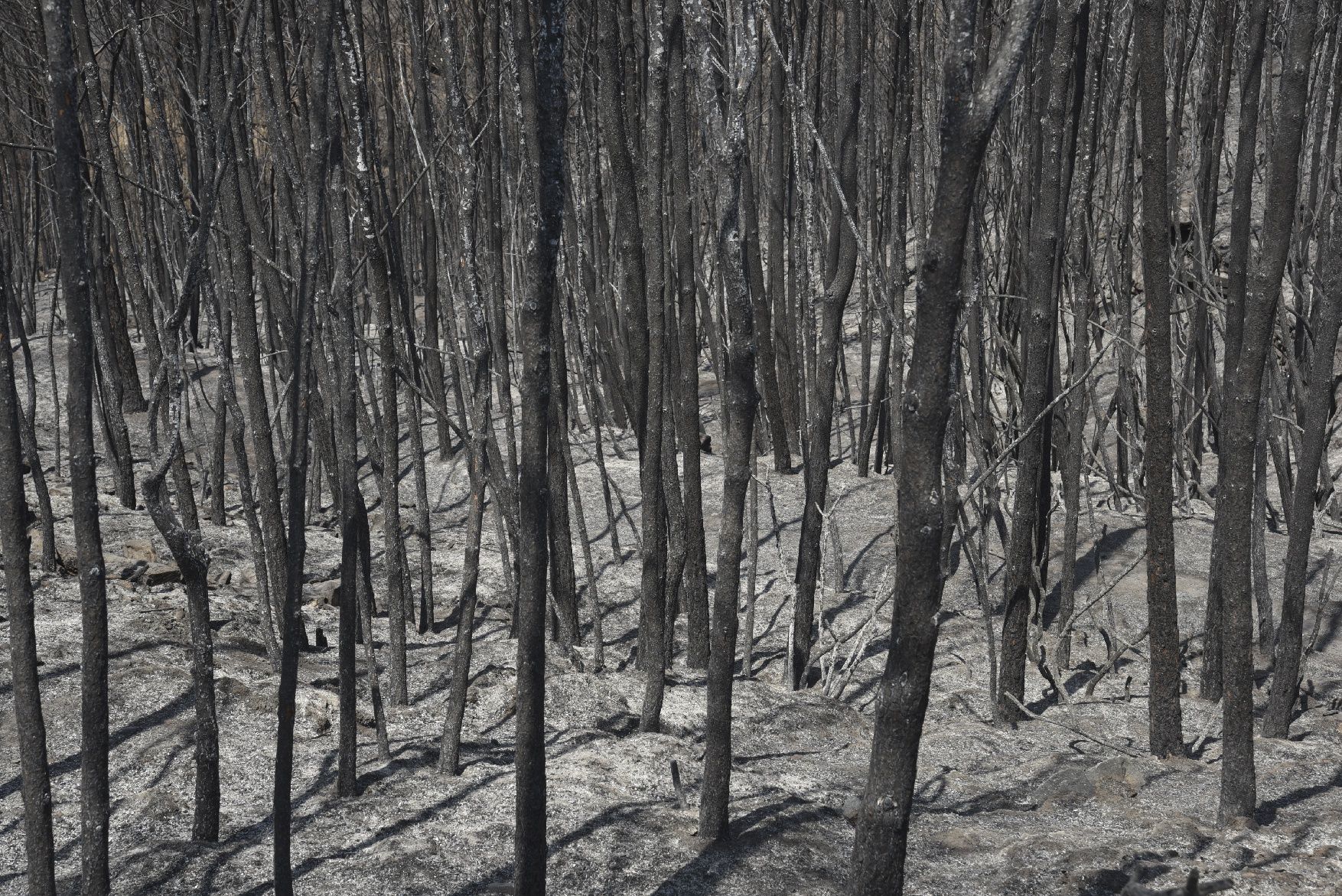 Així ha afectat el foc les tines de la Vall del Flequer