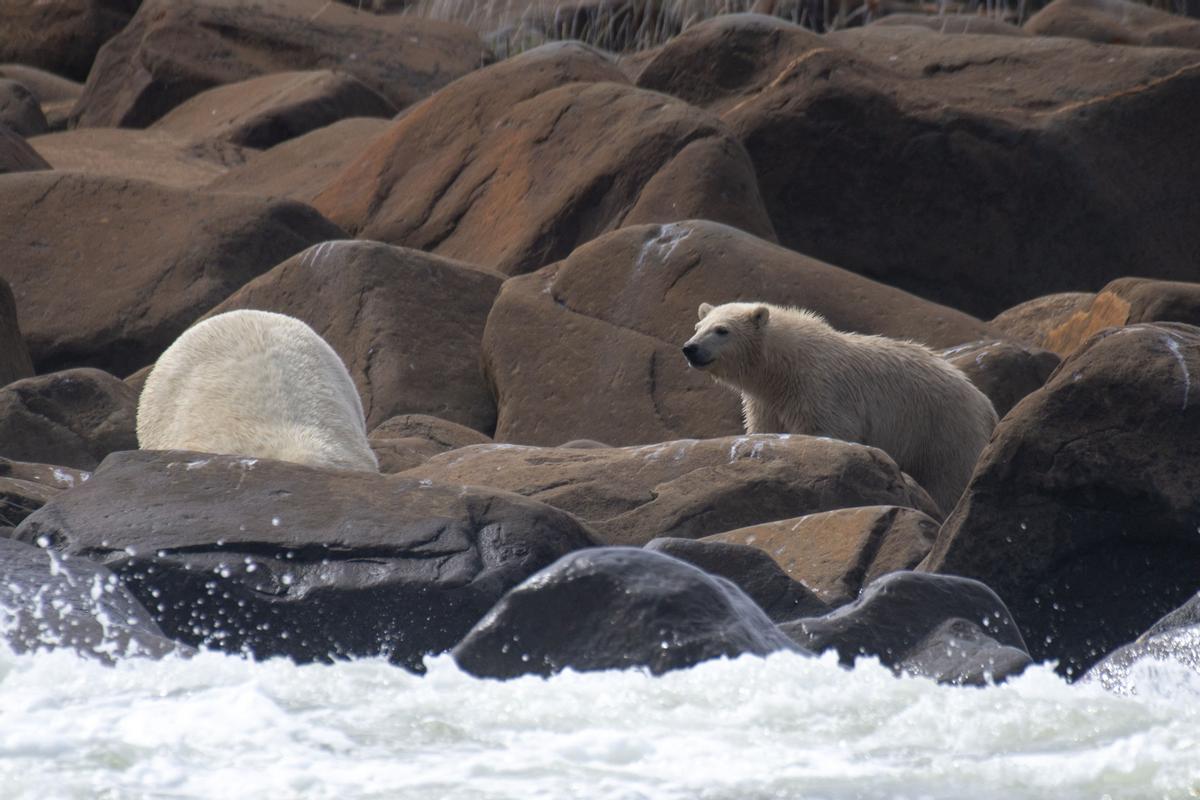 Así viven los osos polares en Hudson Bay, cerca de Churchill (Canadá).