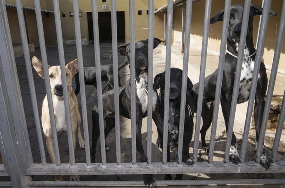 03/01/2019 ARUCAS. Albergue Insular de animales.  FOTO: J. PÉREZ CURBELO