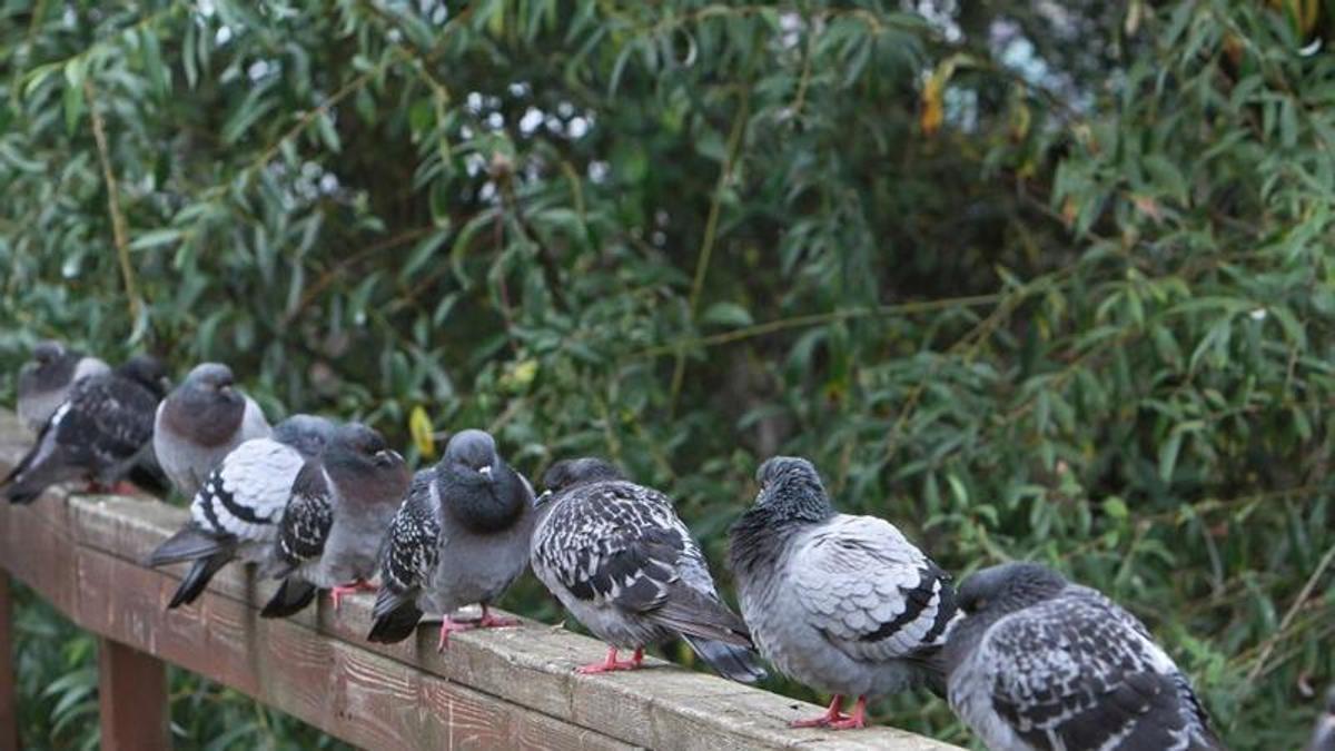 Palomas en un parque de Ourense.