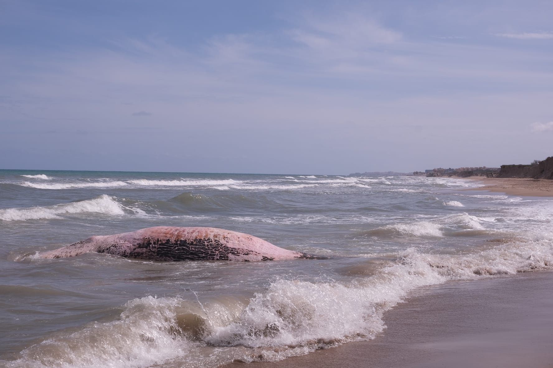 Aparece una ballena en Guadamar