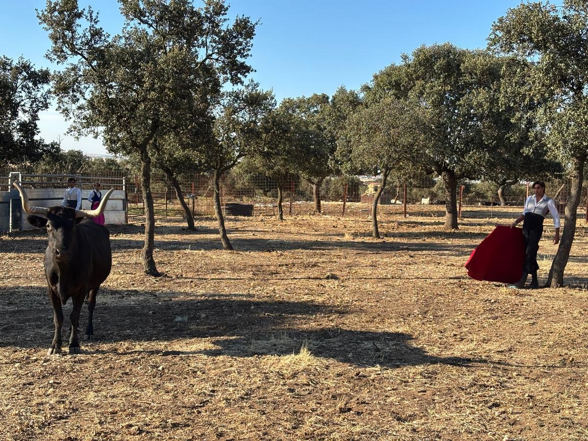 GALERÍA | Alumnos de la Escuela Taurina de Navas del Rey participan en una retienta en la ganadería Toros Villalpando