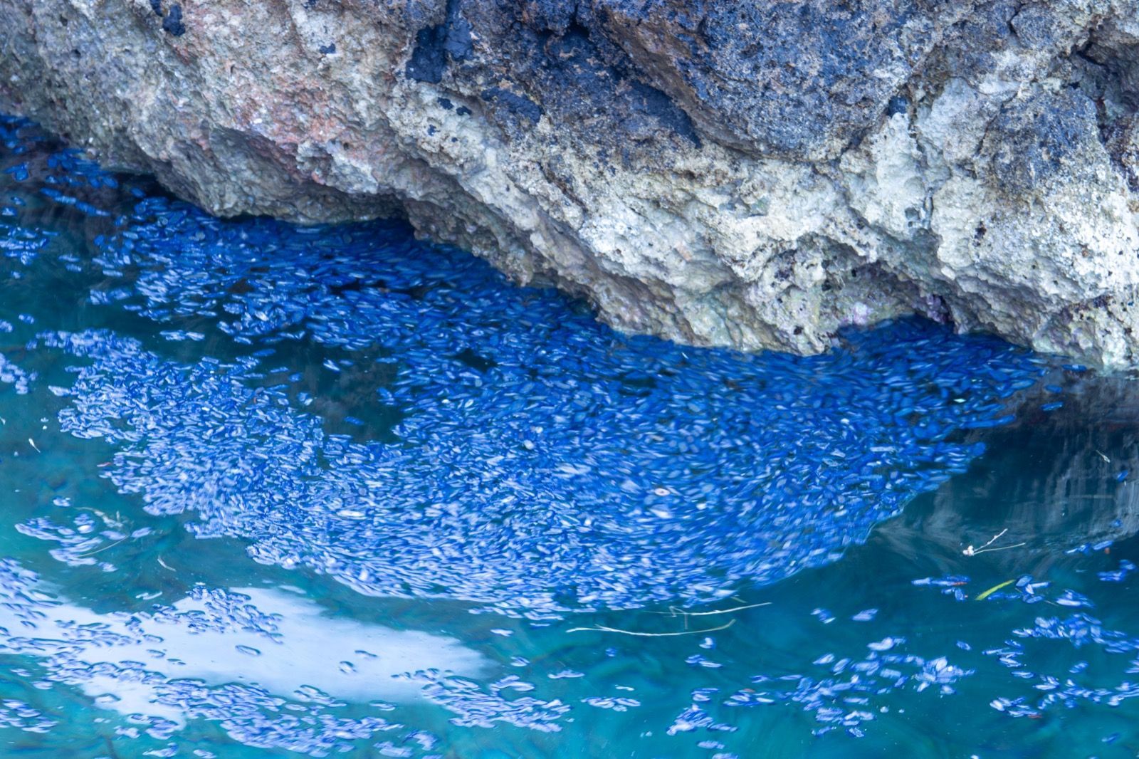 Aparecen cientos de miles de medusas en una playa de Ibiza