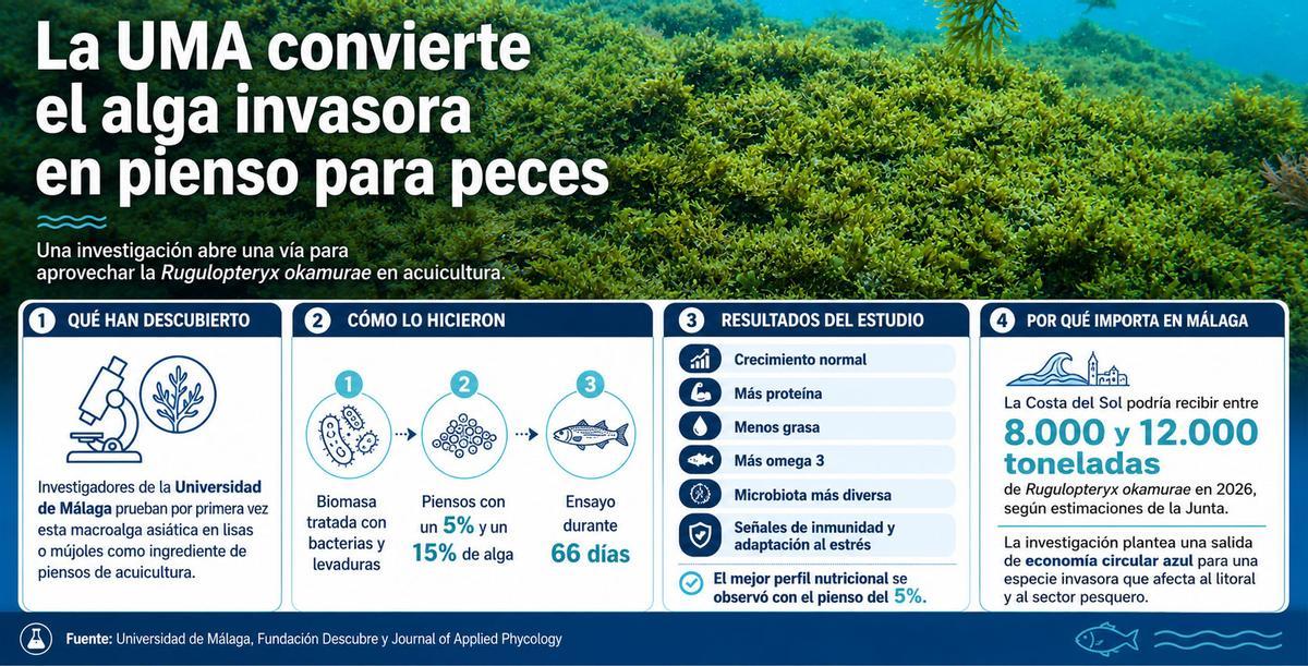 De alga invasora, a pienso para peces.