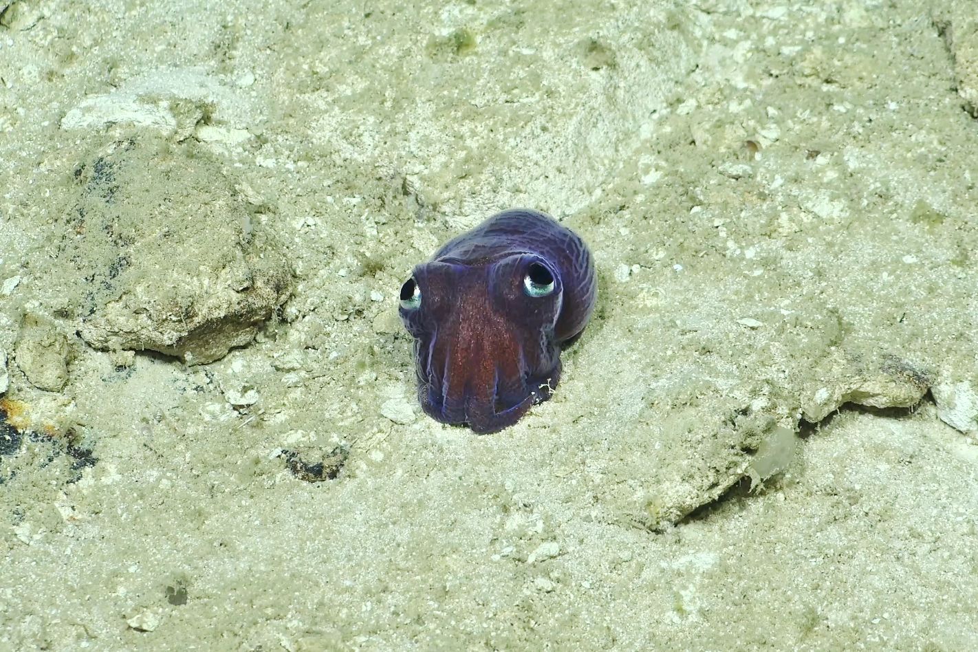 Especie desconocida de sepia