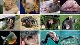 Los 10 animales más raros del mundo