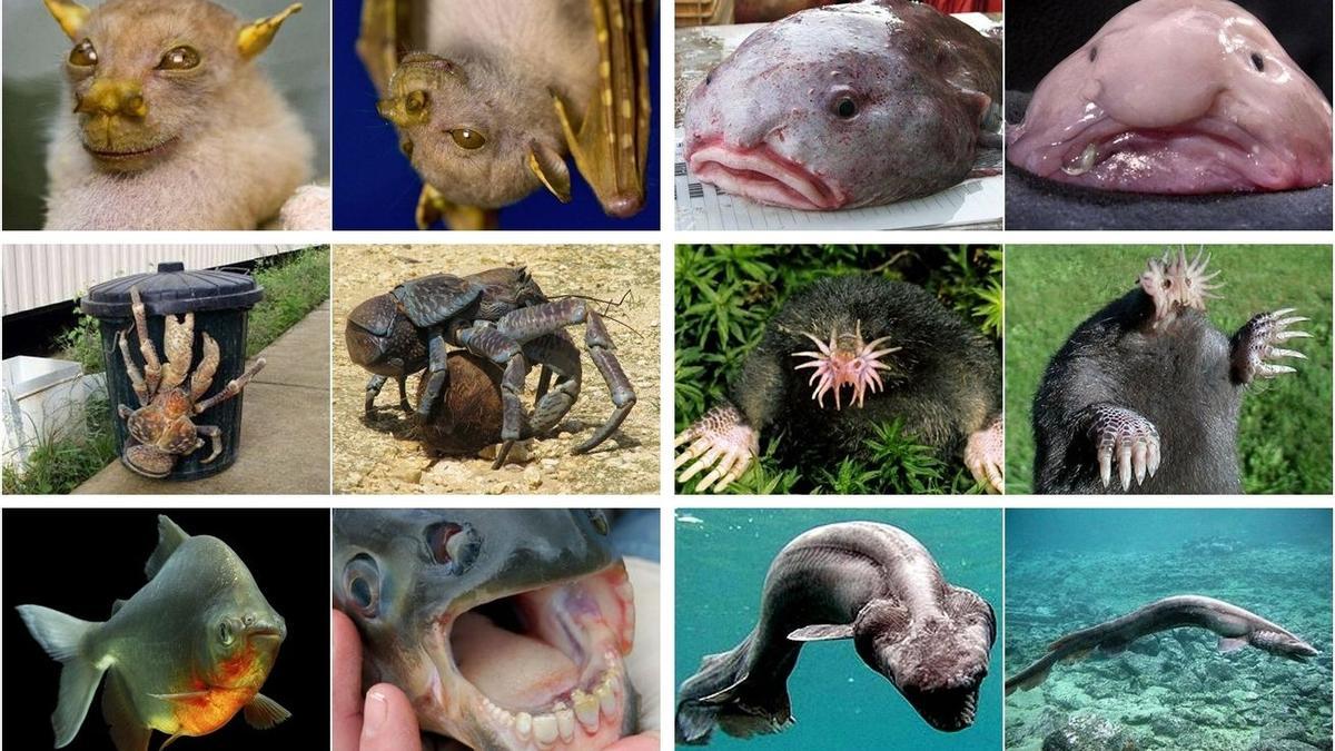 Los animales más raros del mundo