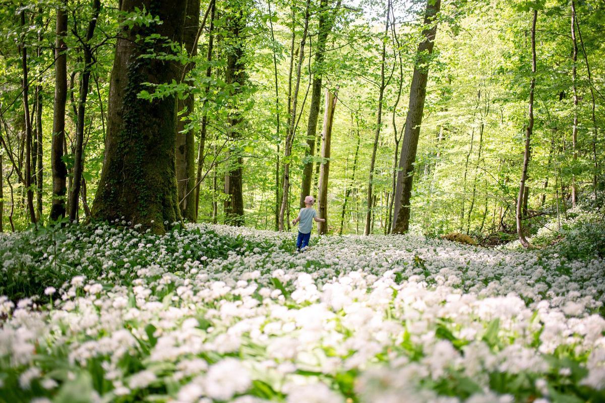 Un niño en un bosque del cantón de Zúrich, en Suiza