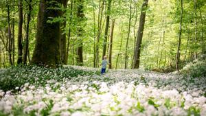 Un niño en un bosque del cantón de Zúrich, en Suiza