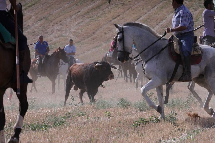 Encierro de campo en Villaescusa