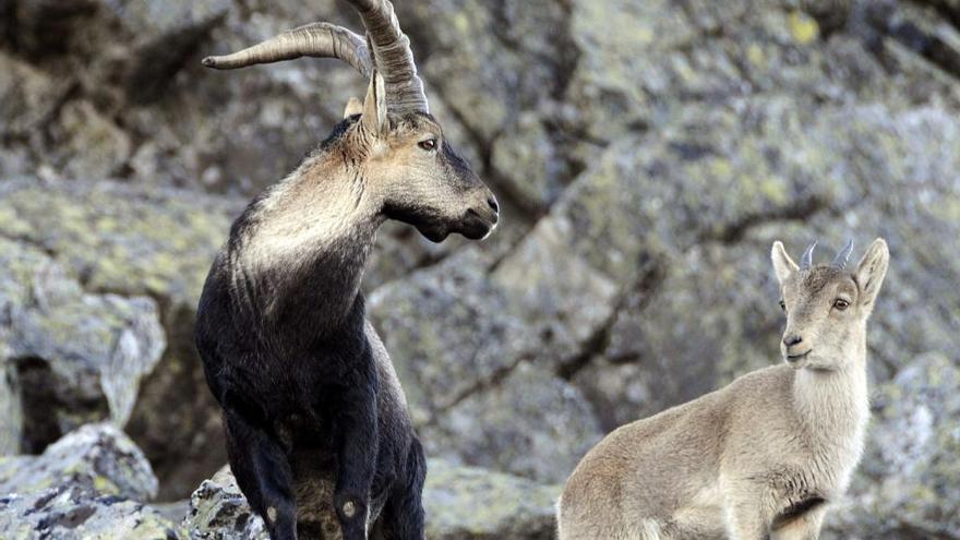 Cae en Ávila una trama para la caza ilegal de la cabra hispánica en Gredos