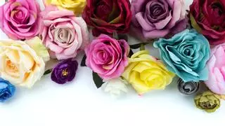 ¿Qué significado tiene cada color de las rosas de Sant Jordi?