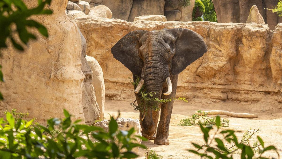 El parque valenciano ha recibido recientemente un macho de elefante africano.