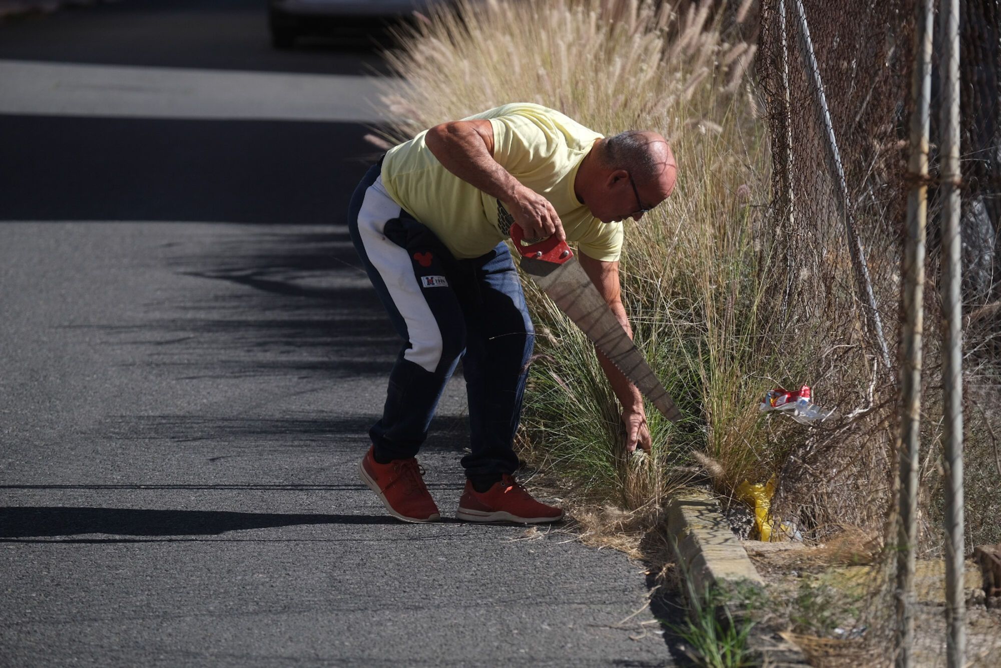 Rabo de gato en el barrio de Los Giles, en Las Palmas de Gran Canaria