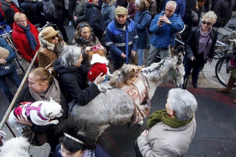 Celebración de San Antón, bendición de los animales