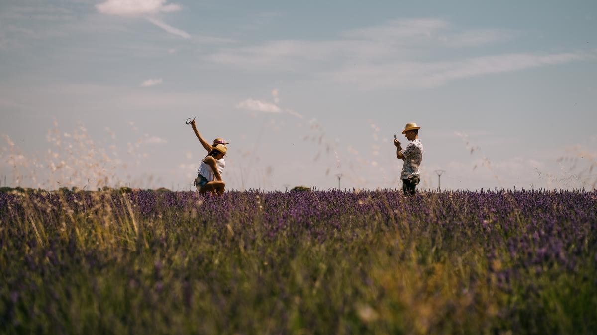 Varios turistas se hacen fotografías en uno de los campos de lavanda de Brihuega.