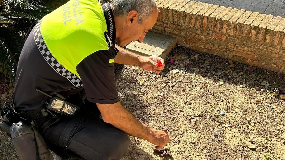 Un agente de la Policía Local toma una muestra de excrementos caninos en un espacio público de Albalat.
