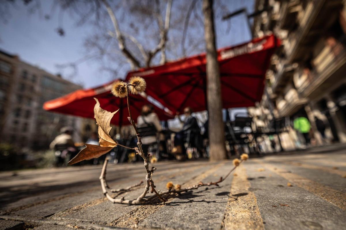 Polen en el paseo de Sant Joan de Barcelona.