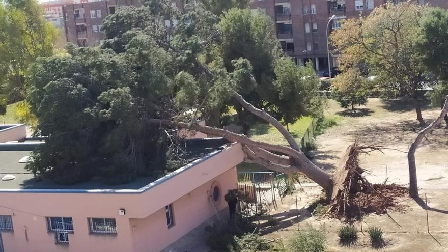 El viento tumba un pino sobre una guardería en Sagunt