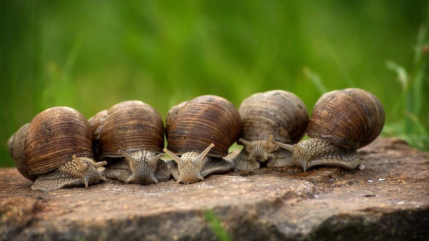 Estos son los animales que miden los cambios climáticos y ambientales (igual que los árboles)