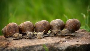 Ejemplares de caracol terrestre.