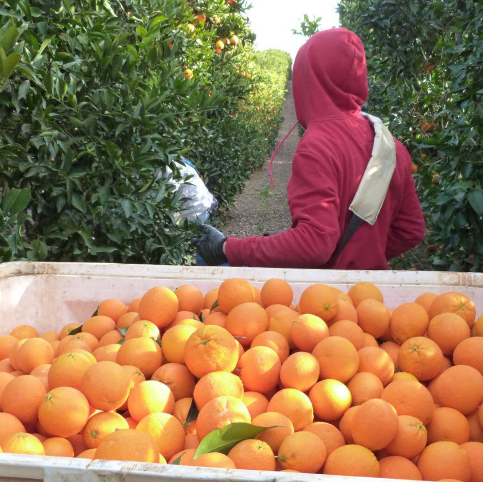 Campaña de recogida de naranja en Palma del Río.