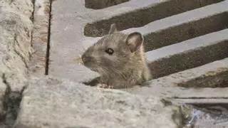 Un "Gran Hermano" humano para ver las averías de la ciudad
