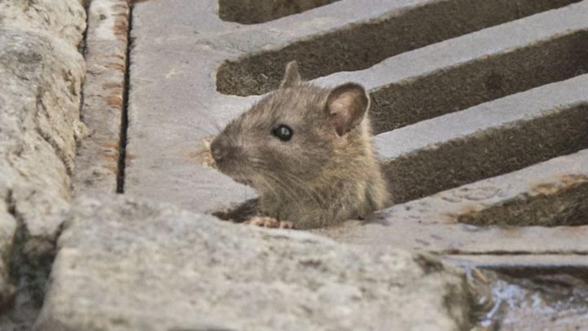 Un «Gran Hermano» humano para ver las calamidades de la ciudad