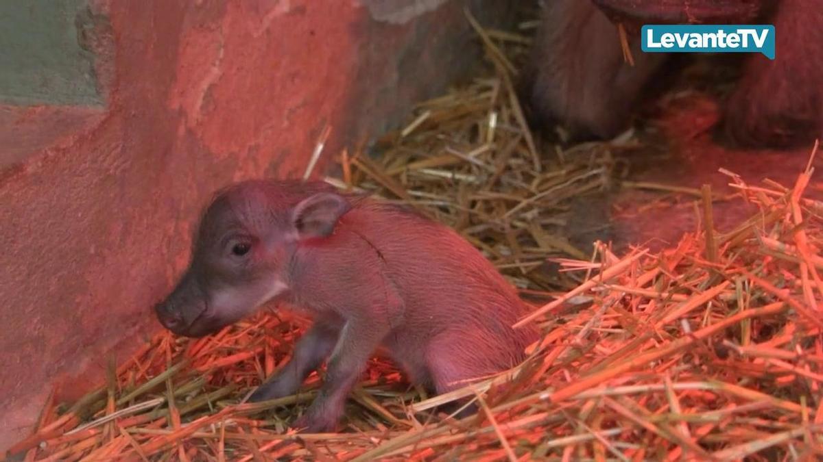 Los facóqueros son conocidos gracias a la película "El Rey León" y su querido personaje Pumba