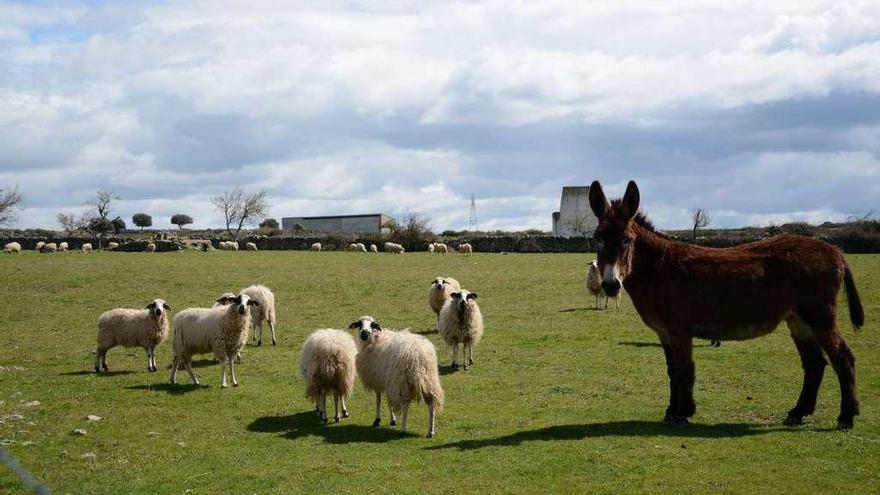 Ovejas junto a un burro en una finca de Zamora. El asno es un buen escudo contra los lobos.