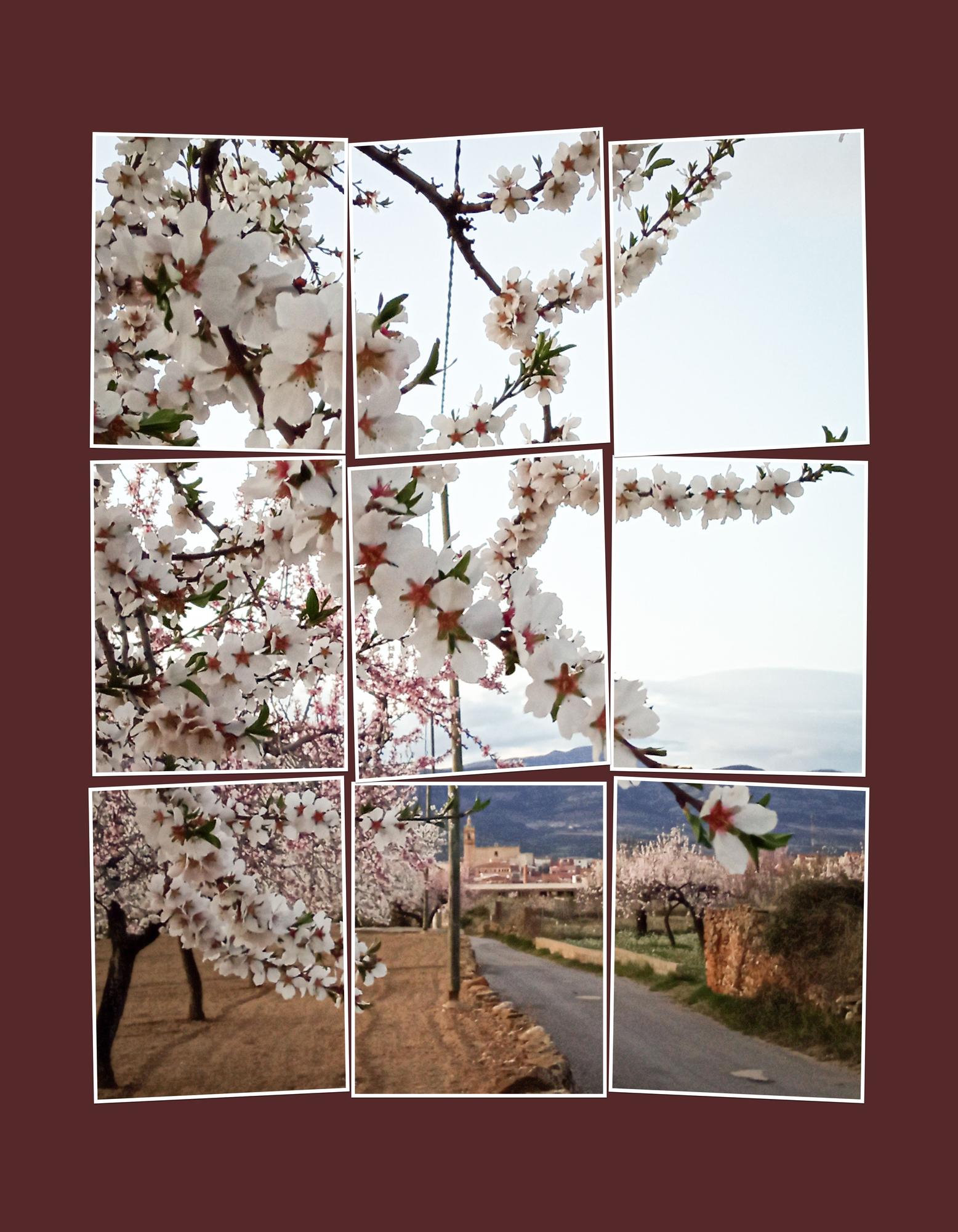 Imágenes de almendros en Albocàsser