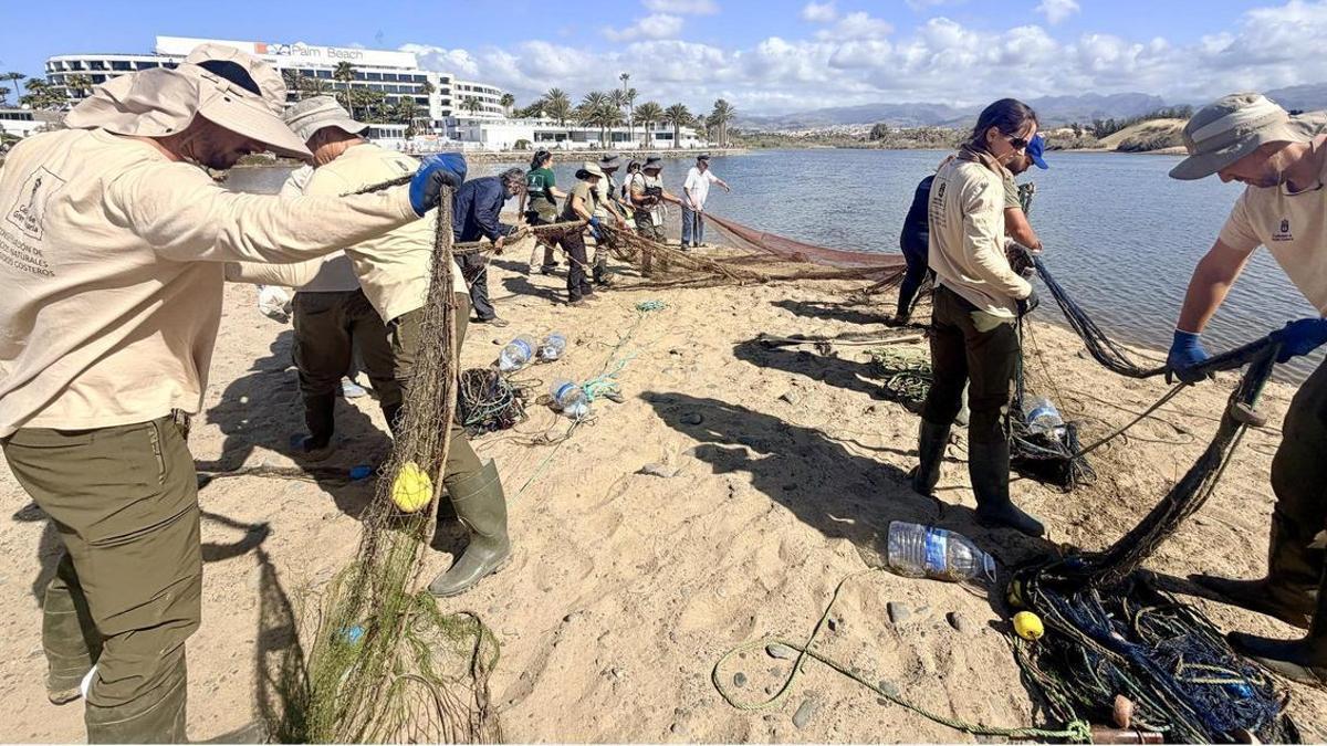 El chinchorro como método científico para acabar con las especies invasoras en la Charca de Maspalomas